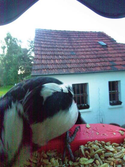 Buntspecht im Futterhäuschen