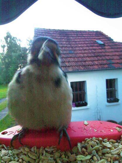 Buntspecht im Futterhäuschen