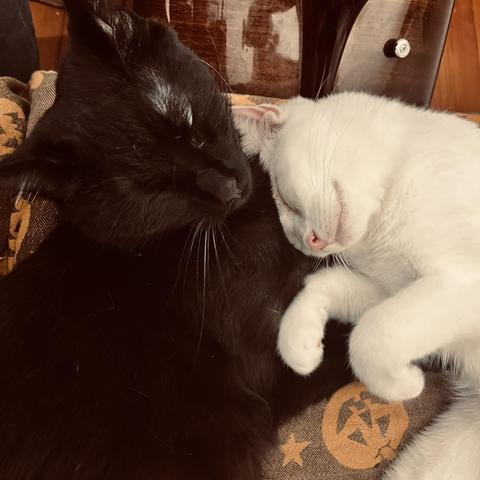a smiling white cat, paws in the air,  and a handsome black cat cuddle, heads near each other