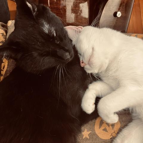 a smiling white cat, paws in the air,  and a handsome black cat cuddle, heads near each other; in this pic, the white cat has burrowed more of her head into the back cat and we can see her pink nose and under her chin