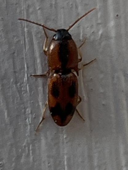 The flat wireworm beetle, Aeolus mellillus.