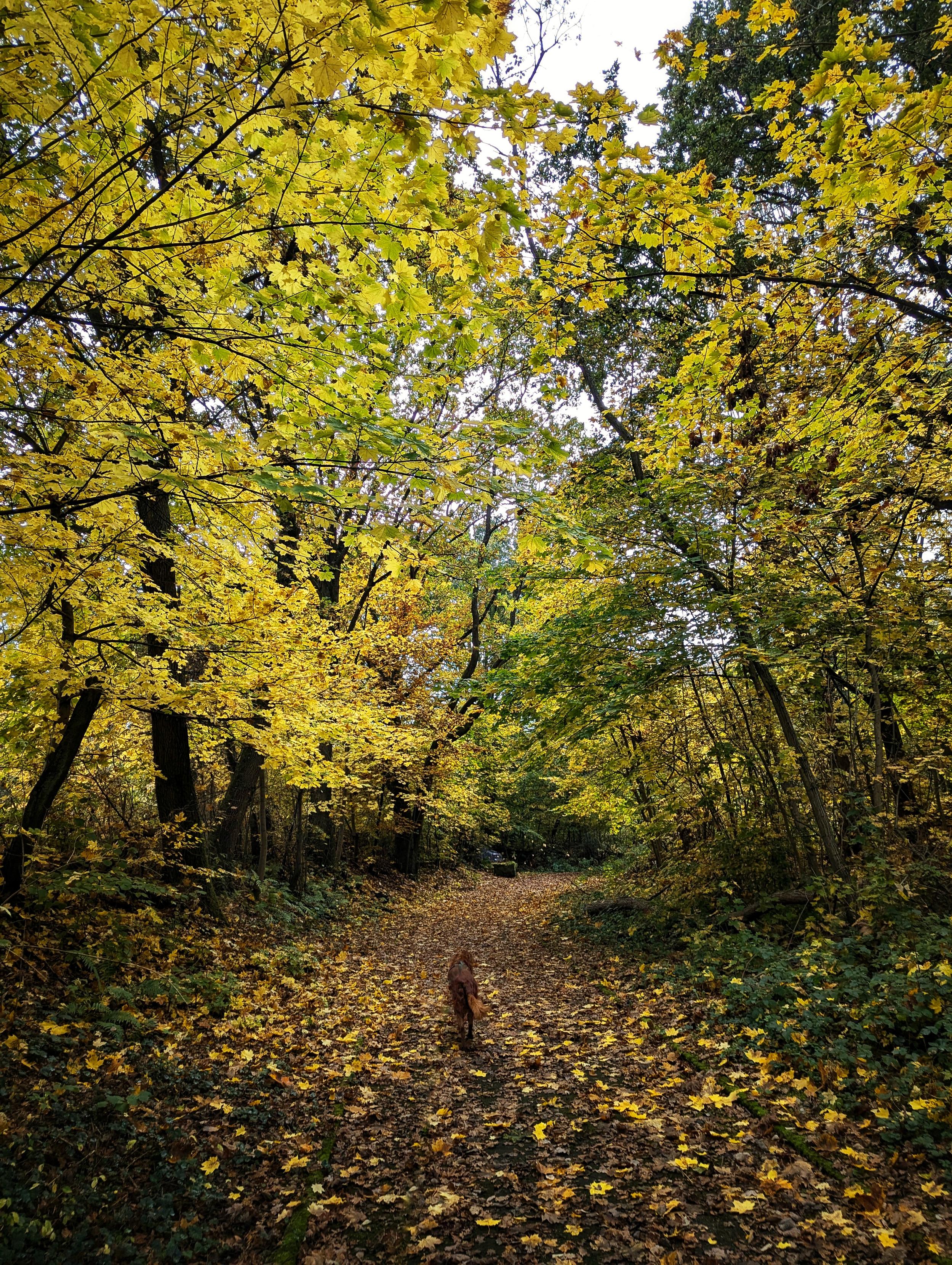Im Herbstlaub läuft ein Hund über den mit Blättern gesprenkelten Weg unter gelben Bäumen entlang. Im Herbstlaub läuft ein Hund über den mit Blättern gesprenkelten Weg unter gelben Bäumen entlang.