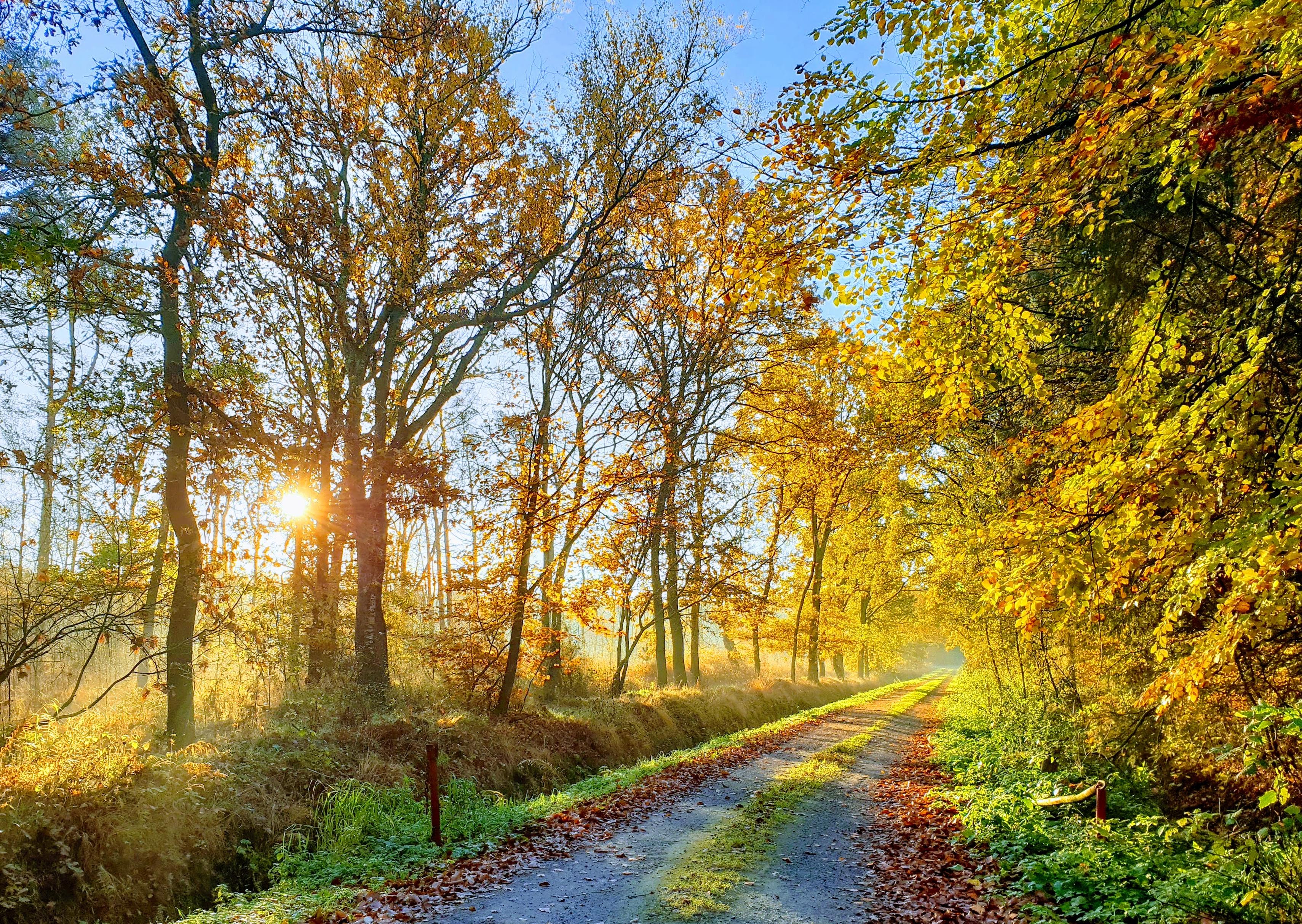 Der Verbindungsweg von Plaggenburg zum Ostfriesland-Wanderweg im goldenen Sonnenlicht des späten Nachmittags Der Verbindungsweg von Plaggenburg zum Ostfriesland-Wanderweg im goldenen Sonnenlicht des späten Nachmittags