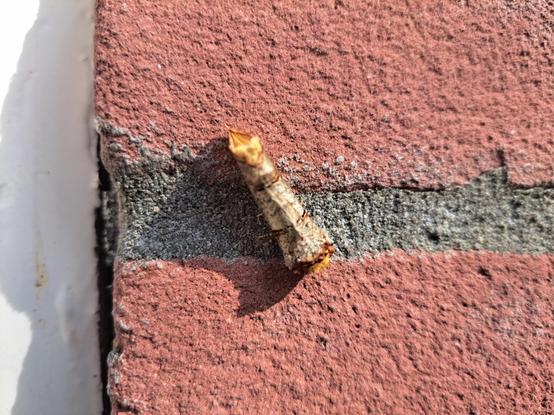 Wapendrager (vlinder) op een muur