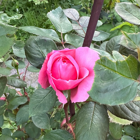 A vivid pink rose - Cadfael from David Austin roses - surrounded by dark green leaves.