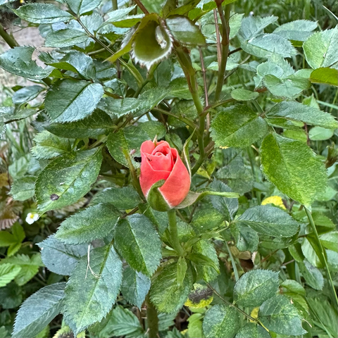 A salmon pink rose bud - Sweet Dreams by David Austin Roses - surrounded by small dappled green leaves. 