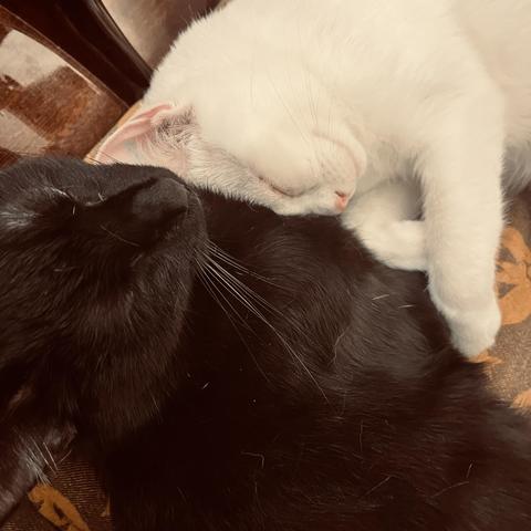 a smiling white cat smooshes her head into a sleeping black cat