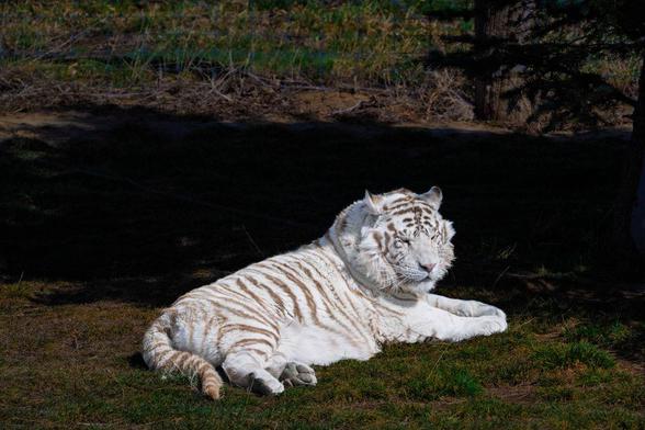A white tiger with light beige stripes lies on grass in the shade, looking calmly toward the camera. The lighting highlights its muscular build and rare coloring.