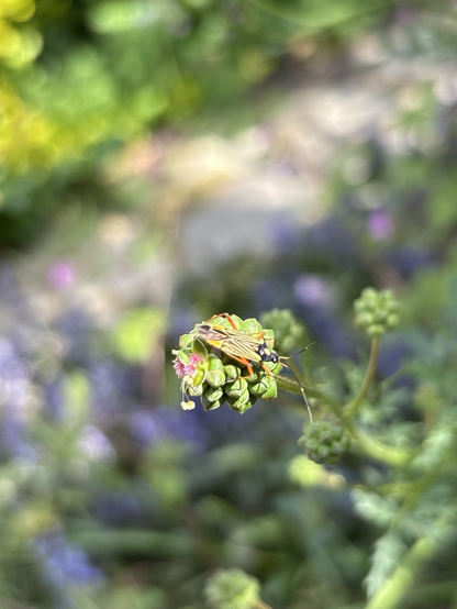 Miris striatus, geribde prachtblindwants op een pimpernel
