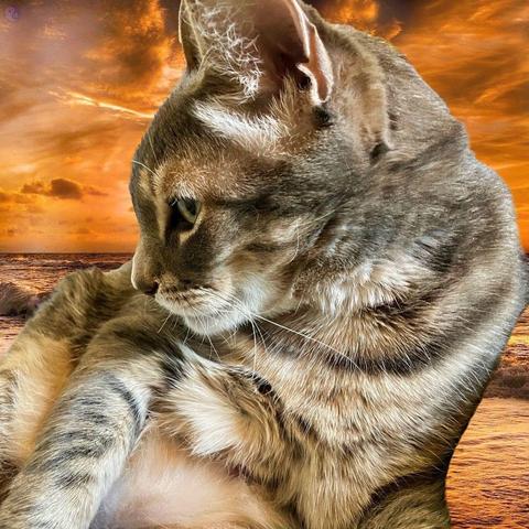 A sunset stormy beach has the superimposed head and upper torso of a lean, elegant, gray tabby cat, who is looking to the side with a broody expression on his profile.