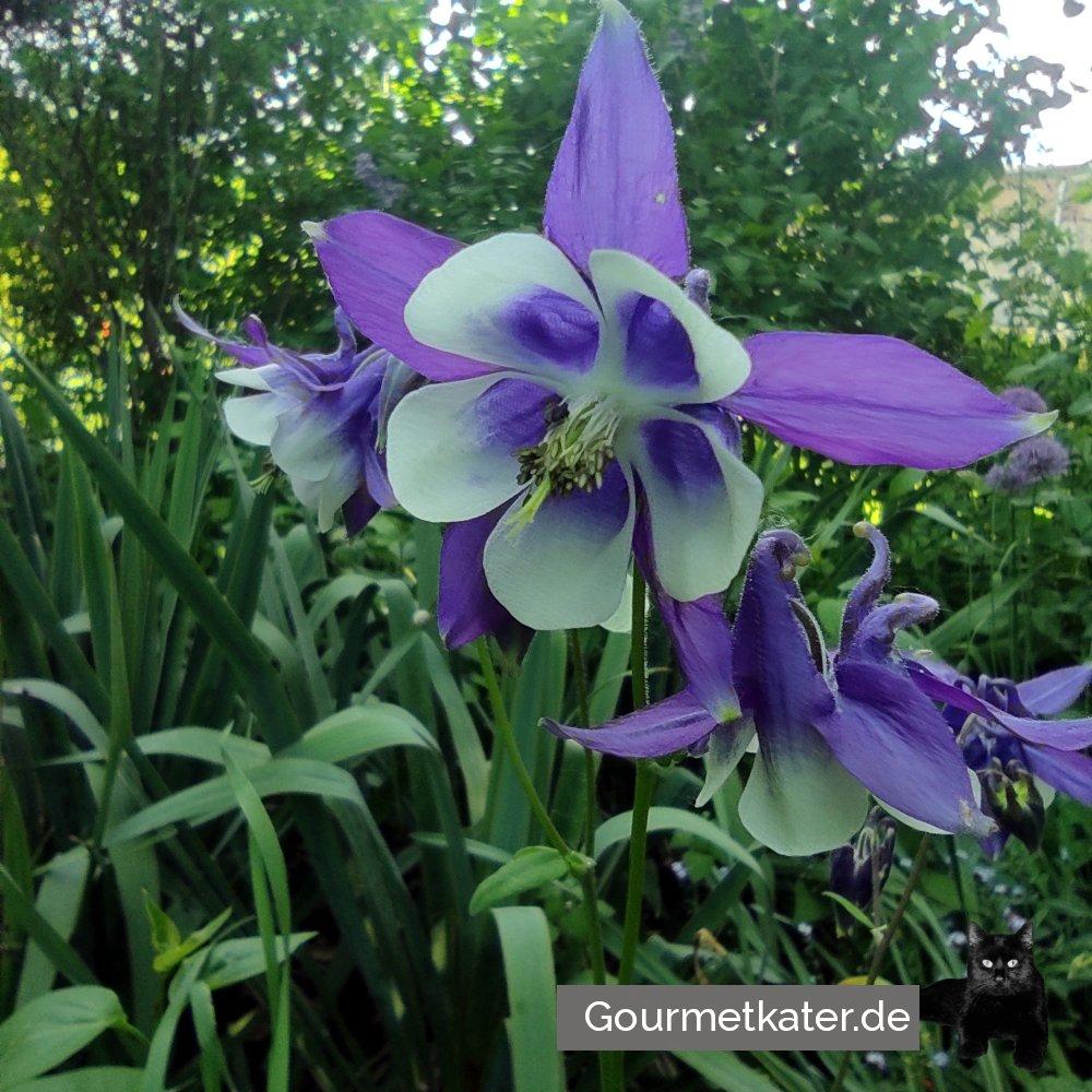 Kleine Gartenschönheit