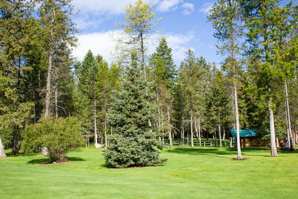 Beautiful greenery at Haymoon Resort in Whitefish, Montana