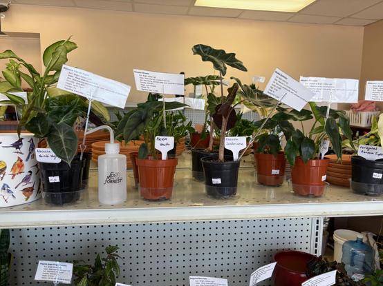Alocasias