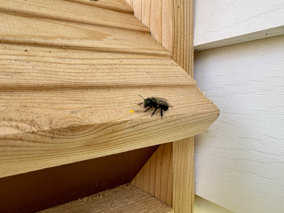 A photo of a Mason Bee. 