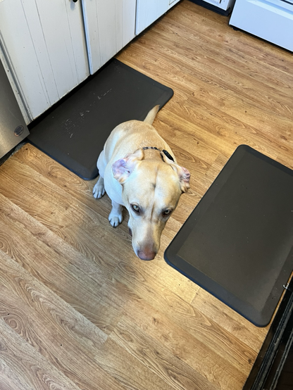 A yellow lab seated on a kitchen floor. Both his ears were flipped up 