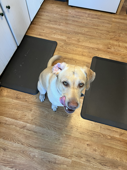 A yellow Labrador seated on a kitchen floor. One of his ears is flipped up. He is licking his chops. His name is Henry and he is cute!