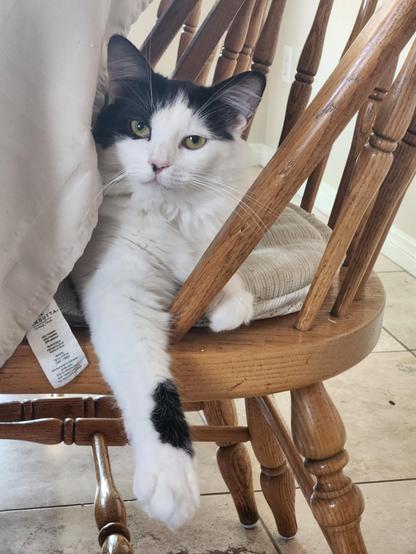 coco the black and white kitten sitting in a wood chair with her arm draping off the front looking into the camera.