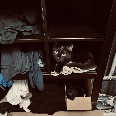 a black cat looks out from an open cubby in a black clothes shelving unit