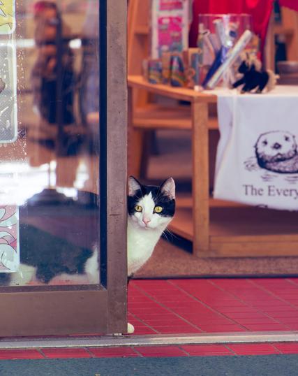 A black and white cat pokes its head around the door with ears up and a bit of one paw visible on a tile floor.  Most of the cat is behind a metal and glass door with distortion and reflections,  above and to the other side is a table of knick-knacks including a pony plush with a sign with the face of an otter and words "The Every"