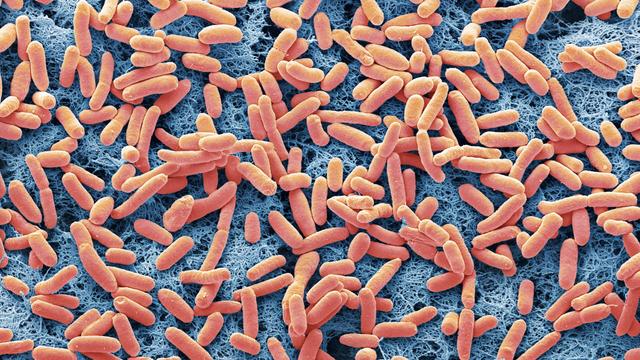 New E. coli Danger: Mutation May Explain Its Alarming Spread.