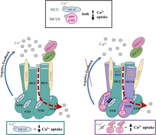 Disrupting the network of co-evolving amino terminal domain residues relieves mitochondrial calcium uptake inhibition by MCUb. Computational and Structural Biotechnology Journal, DOI: https://doi.org/10.1016/j.csbj.2024.12.007