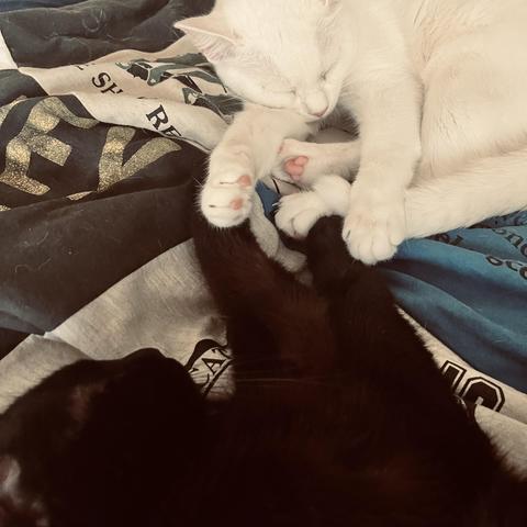 on a quilt, a black cat and a white cat sleep, touching their paws together