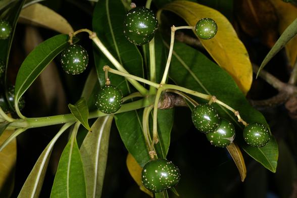 Image of Rauvolfia afra, the taxon in which the compound is found.