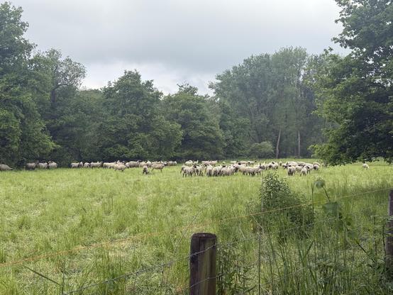 A herd of sheep grazing in a grassy field surrounded by trees under a cloudy sky.