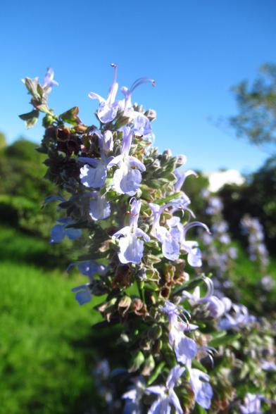 Purple flowers with stamens on a green branch