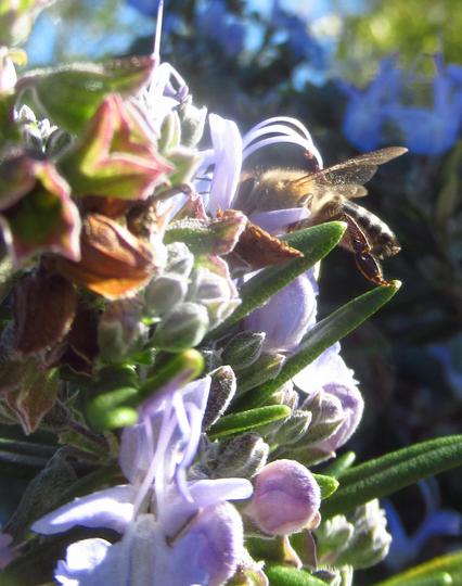 A bee feeds off a purple rosemary flower
Green spear shaped leaves are visible