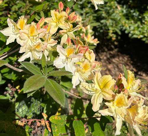A branch filled with frilly and multi-coloured rhododendron flowers - petals being a mix of white, yellow, pink and peach - in direct and very bright sunlight, surrounded by dark green leaves. 