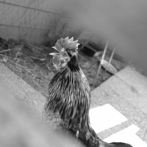 Un coq chante dans un poulailler, la photo en noir et blanc est centrée sur sa tête et deux des angles sont flous à cause de la barrière du poulailler, formant un carre qui met en relief le sujet