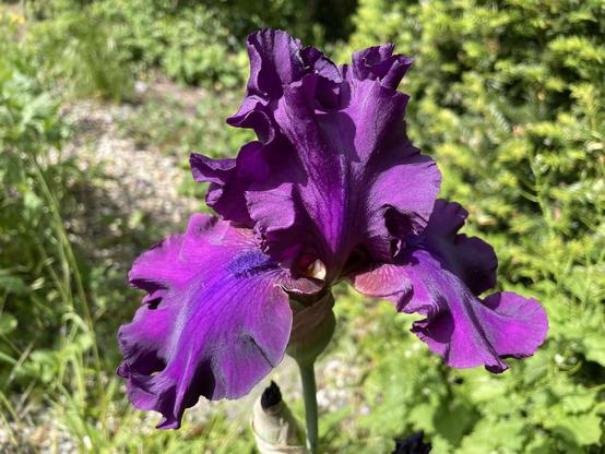 A deep purple Iris, surrounded by green leaves.