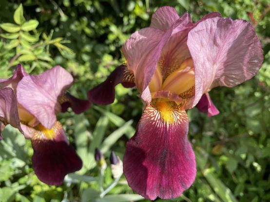 A pink Iris with a yellow hart, surrounded by green leaves.