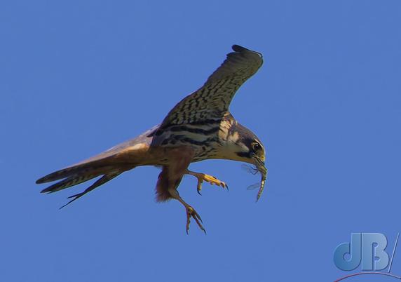 Bird of prey, Hobby, in the air, talons extended, dragonfly prey in its mouth