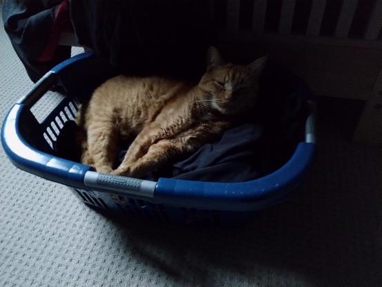 Orange cat laying in a basket of clean laundry.