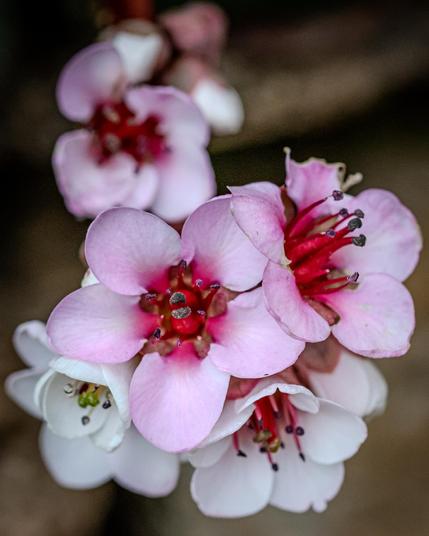 Blüte