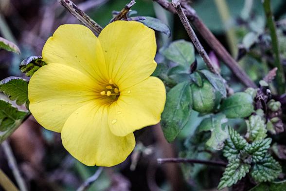 Blüte