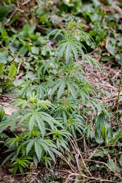 Cannabis Pflanze 