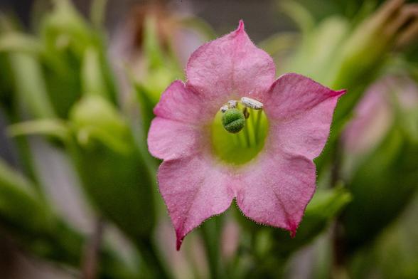 Blüte