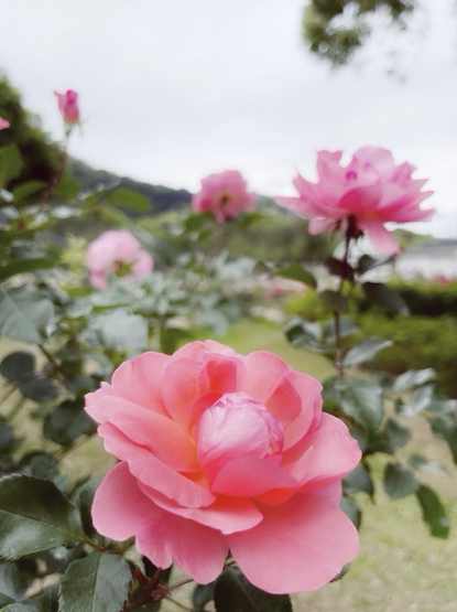 Rose