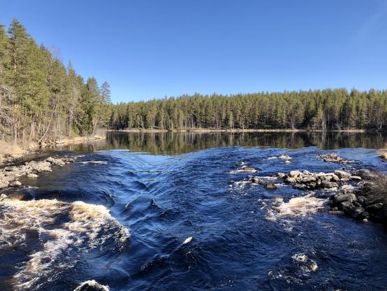 A large river breaks into rapids. Old-growth pine and spruce forests grow on the shores of the river. The sky is clear and blue.