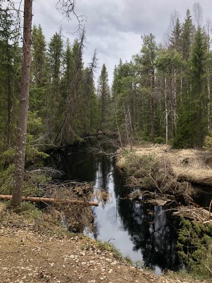 A dark river flows through old-growth spruce and pine forests with some birches mixed in. The sky is cloudy and grey.