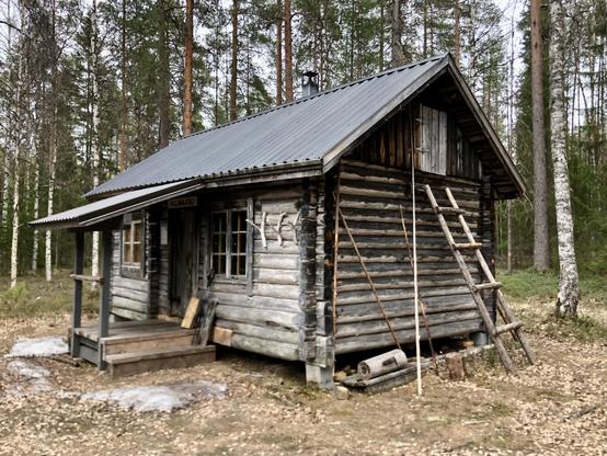 An old log hut in a pine forest.