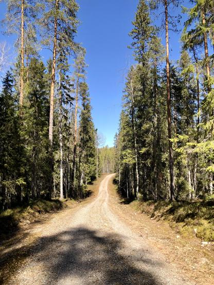 A forest road runs through tall trees.