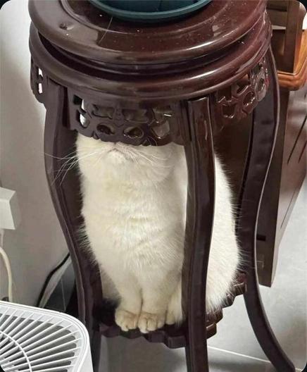 ALT

Gato debajo de mueble