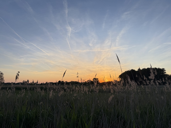 Oranje zonsondergang boven de Bourgoyen, met op de achtergrond bomen en de voorgrond riet en ander groen.