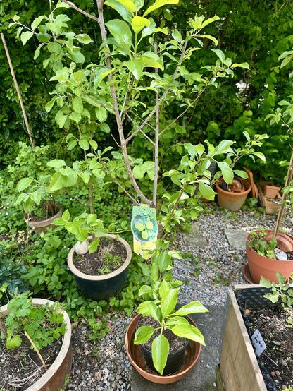 Verschiedene Pflanzen in Töpfen.  In der Mitte, rund 150cm hoch ein Strauch mit einem Anhängezettel, auf welche Reineclauden abgebildet sind.