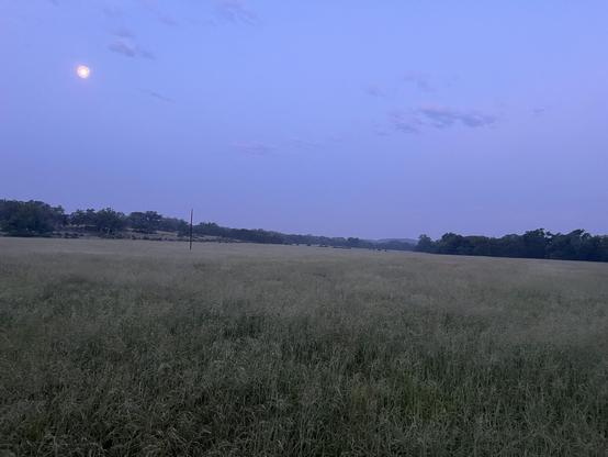 Field with green grass