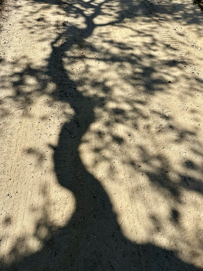 Shadow of a tree on the road
